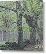 Spring Mist Metal Print