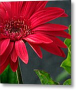 Spring Red Metal Print