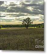 Spring Sun Shower Metal Print