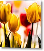 Spring Tulips Metal Print