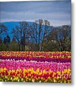 Spring's Laugh Metal Print