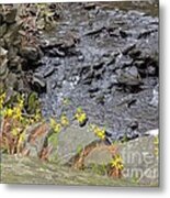 Springtime Creek Metal Print