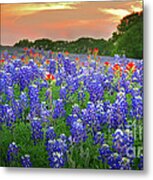 Springtime Sunset In Texas - Texas Bluebonnet Wildflowers Landscape Flowers Paintbrush Metal Print