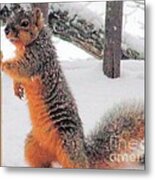 Squirrel Checking Out Seeds Metal Print