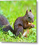 Squirrel Eating A Nut In The Grass Metal Print