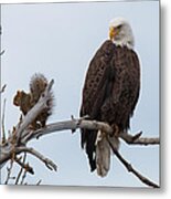 Squirrel Gets Perilously Close To A Bald Eagle Metal Print