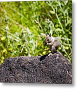 Squirrel Lunch Metal Print