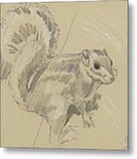 Squirrel Metal Print