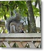 Squirrel On The Backyard Fence Metal Print