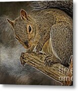 Squirrel Pose 1112 Metal Print