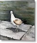 St Augustine Gull Metal Print