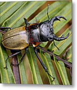 Stag Beetle Malaysia Metal Print