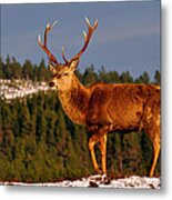 Stag In The Winter Sun Metal Print