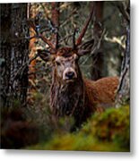 Stag In The Woods Metal Print