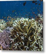 Staghorn Coral And Fish Koro Island Fiji Metal Print
