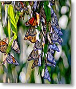 Stained Glass Butterflies Metal Print