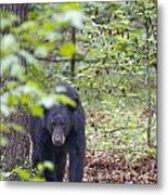Stalking Black Bear In Woods Metal Print
