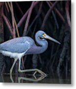 Stalking In The Mangroves Metal Print