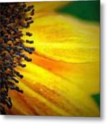 Stamen Velvet Metal Print