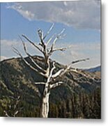 Standing Alone Metal Print