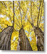 Standing Tall Autumn Maple Metal Print