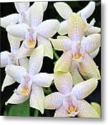 Star Shaped Orchids Metal Print