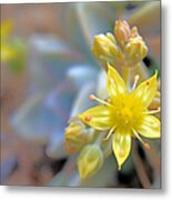 Starburst Metal Print