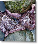 Starfish Crowded Between Rocks Metal Print