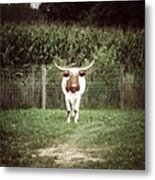 Staring Contest With A Longhorn Metal Print