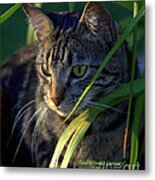 Stealth Sunset Curiosity Metal Print