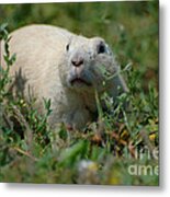 Stealthy White Prairie Dog Metal Print