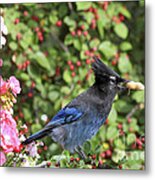 Steller's Jay And A Peanut Metal Print