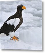 Stellers Sea Eagle Hokkaido Japan Metal Print