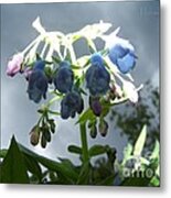 Stormy Bluebells Metal Print