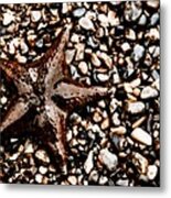 Stranded Sea Star Metal Print