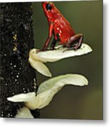 Strawberry Poison Dart Frog On Mushroom Metal Print