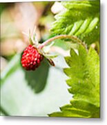 Strawberry Metal Print