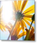 Street Sunbuburst Metal Print