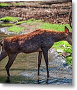 Stretching After Bathing. Male Deer In The Pampelmousse Botanical Garden. Mauritius Metal Print