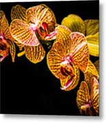 Striped Orchids 2 Metal Print