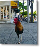 Strutting Metal Print