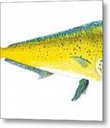 Study Of A Mahi Mahi Metal Print