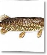 Study Of A Northern Pike Metal Print