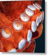 Suckers Of Giant Pacific Octopus Or Metal Print