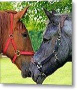 Suffolk Punch Heavy Horses Metal Print