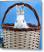 Sugar The Easter Bunny 2 - A Curious And Cute White Rabbit In A Hand Basket Metal Print