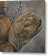 Sulcata Metal Print