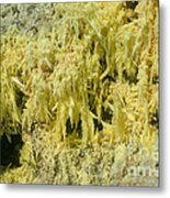 Sulfur Crystal Deposits Metal Print