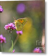 Sulphur Butterfly On Verbena Flower Metal Print