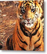 Sumatran Tiger Cub Metal Print